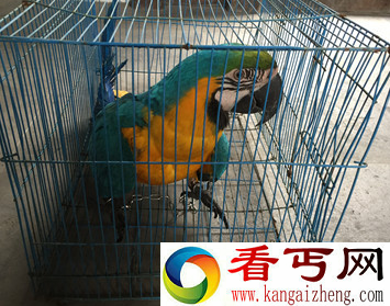 金刚鹦鹉