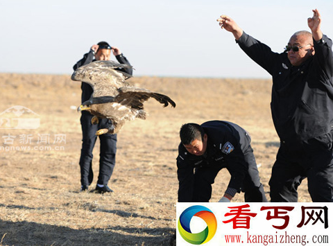 苏尼特右旗发生草原雕吃羊事件