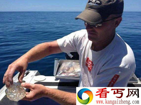 男子钓到奇怪物种 一只透明得像果冻的鱼