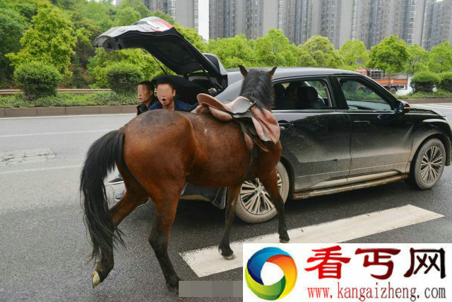 湖南一街头现开车遛马 危险行为遭谴责