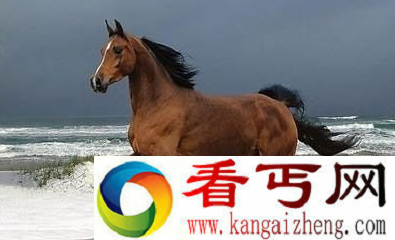 三国时期四大神马 赤兔出世谁与争锋