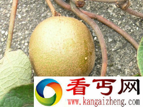 秦始皇求去的仙药究竟是什么？不死仙药竟是猕猴桃？
