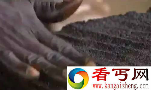 蚊子做的汉堡 不信你吃得下