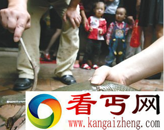 鱼塘惊现吃人鱼 吃人鱼究竟有多恐怖