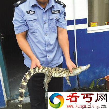湾鳄惊现小区景观水池 湾鳄会吃人吗