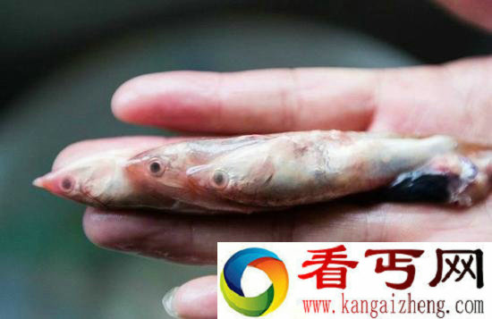 市民买到鱼中鱼 鱼肚子里的小鱼能吃吗