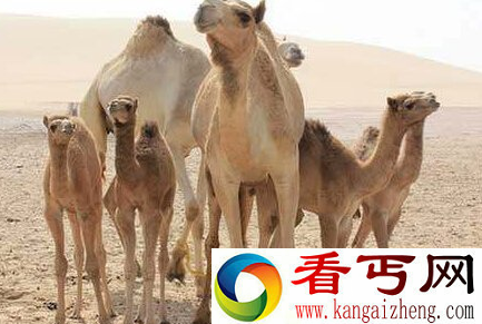 关于动物的冷知识 你知道多少