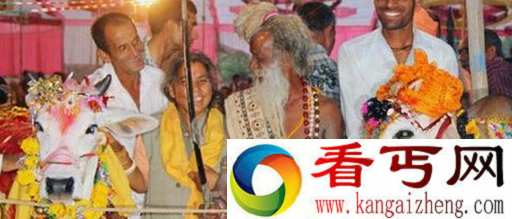 关于印度牛的趣事 印度人和牛可结婚