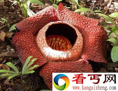 食人花真的存在吗 食人花真的吃人吗