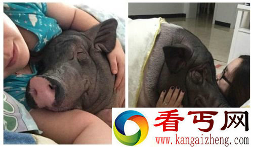 北京女子与猪同床4年 170斤的猪压得透不过气