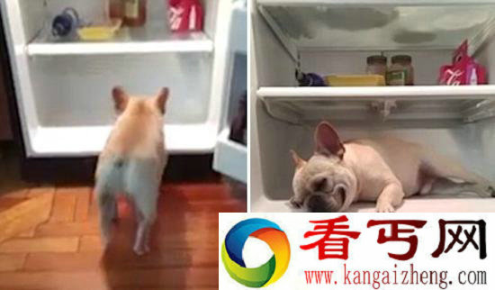 法国一斗牛犬躲冰箱避暑 四肢摊开躺在底层