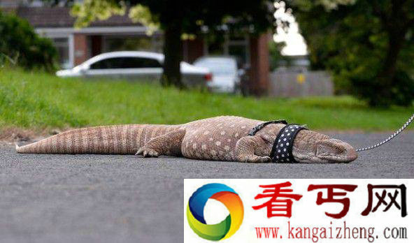 遛乌龟落后了 外国大叔在街上遛蜥蜴了
