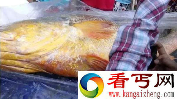 土豪缅甸买天价鱼怎么回事 据说能治不孕不育