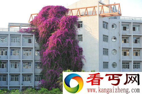 高校现鲜花瀑布 如同一泓姹紫嫣红的瀑布