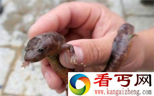 庐山发现中国火龙新闻引关注 中国火龙到底是什么物种