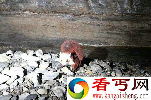 贵州绥阳发现飞猫 究竟是猫还是蝙蝠