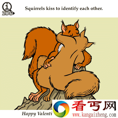 关于动物的冷知识 猪的智商原来这么高！