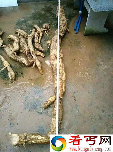 江西挖出巨型葛根 它还可以丰胸哦