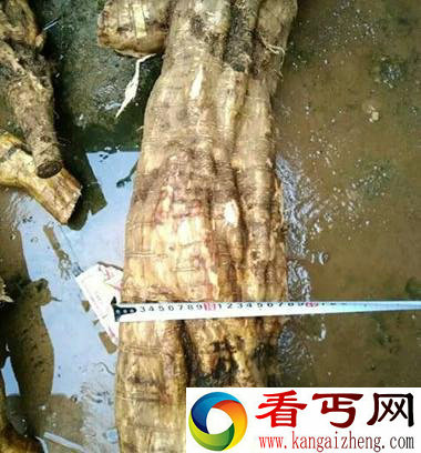 江西挖出巨型葛根 它还可以丰胸哦