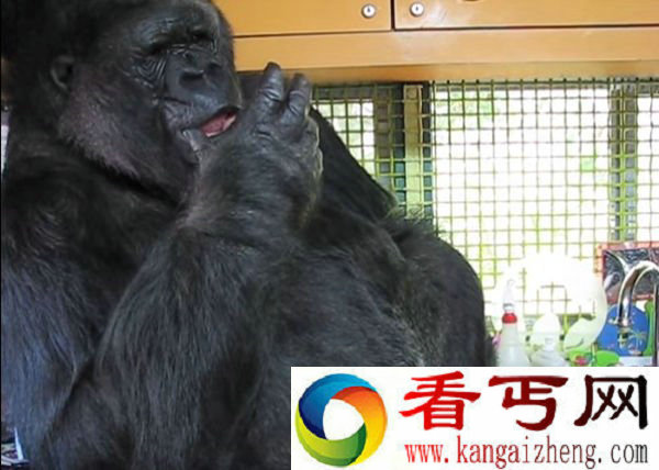 44岁大猩猩学习能力超强 甚至存在学会说话的可能