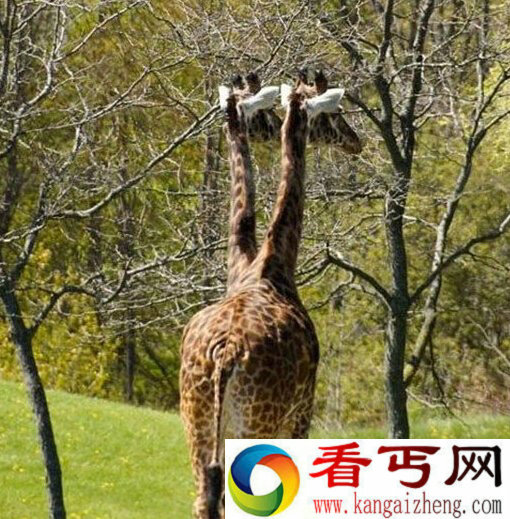 十七张视觉错乱照片  不认真你绝对看错