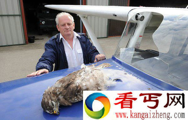 秃鹰装上低空飞行的教练机 飞行员死里逃生