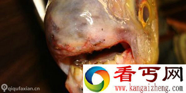 厄勒海峡发现“pacu”食人鱼 喜欢咬男性睾丸