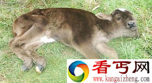 秘鲁一村庄出现一头双头牛