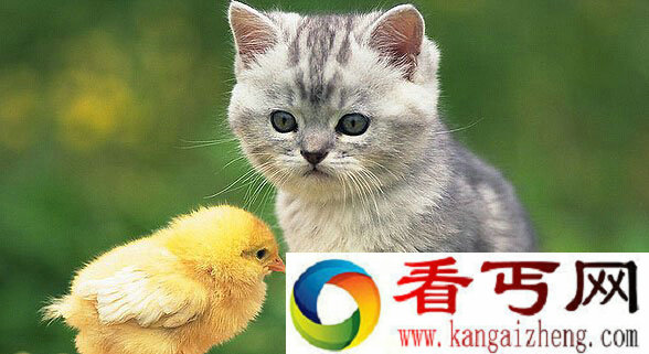 百思不得其解   猫咪竟生出狗狗外形崽子