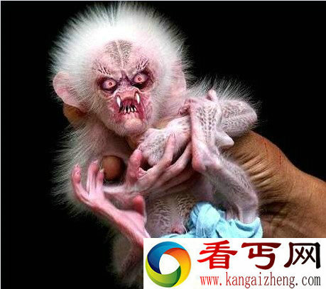 恐怖的杀人水鬼猴真实图片 水中杀人吸血鬼