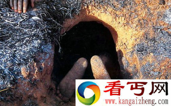 直击非洲危险职业 冒死钻洞徒手捕巨蟒