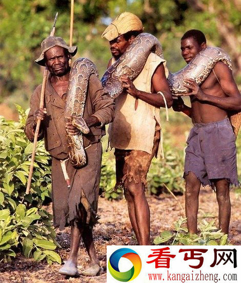 直击非洲危险职业 冒死钻洞徒手捕巨蟒
