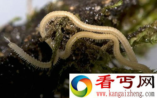 “怪虫”拥有750条腿 世界上腿最多的动物一度被认为已经灭绝