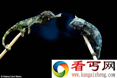 体长仅3公分 罕见的变色龙在英国出生由艾克斯穆尔动物园饲养