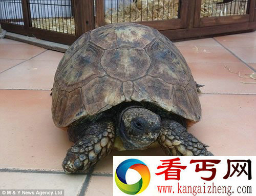 130岁乌龟经历过二战炮火 它的最爱是香蕉