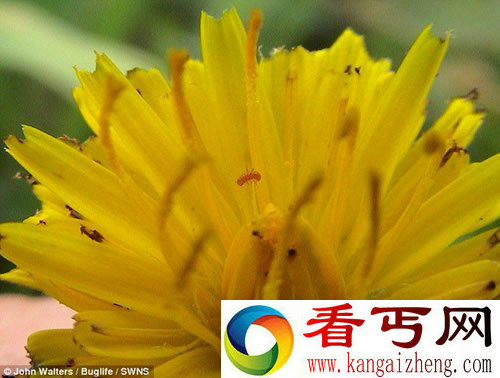 被认定已灭绝 小甲壳虫100多年后重现推翻灭绝论