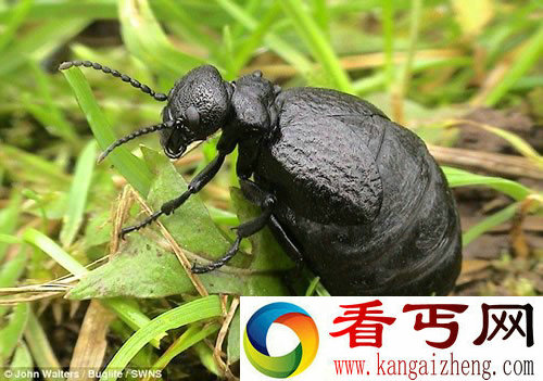 被认定已灭绝 小甲壳虫100多年后重现推翻灭绝论