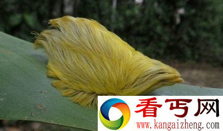 热带雨林区奇特奇妙的自然景观