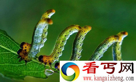 世界上惊艳无比的奇趣动物——会跳舞的毛毛虫