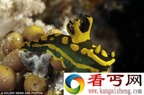 五颜六色 生活在海底的地球上最奇特的“外星生物”