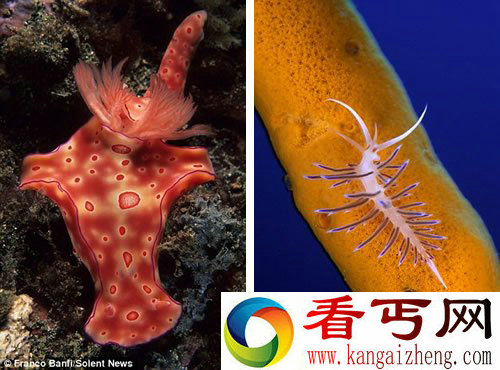 五颜六色 生活在海底的地球上最奇特的“外星生物”