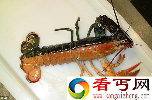 50万分之一双色“阴阳”龙虾 受精时出现完全细胞分裂