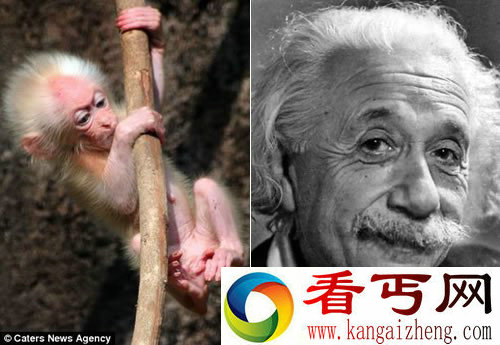 对比这只猕猴幼仔和爱因斯坦 发现两者之间有着惊人相似之处