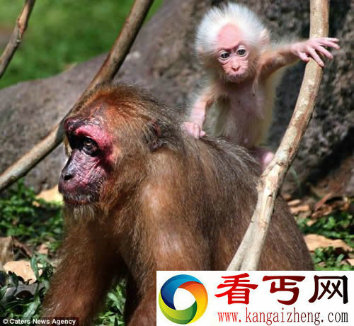 对比这只猕猴幼仔和爱因斯坦 发现两者之间有着惊人相似之处