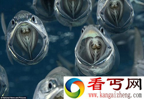 海中银光 几乎完全透明的印度鲭鱼 像幽灵一样在海中穿梭