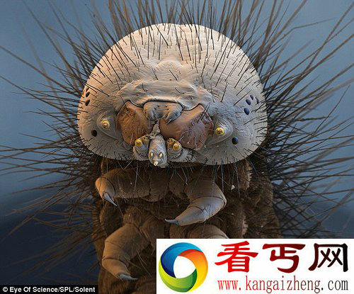 重口味 三维显微镜下的生物
