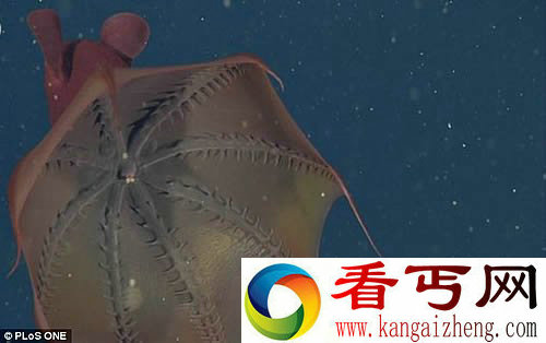 深海之中的神秘居民 吸血鬼鱿鱼以腐尸为食