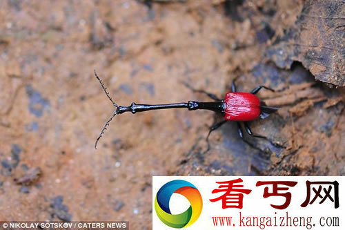 奇怪的生物 长颈象鼻虫看上去较为凶猛