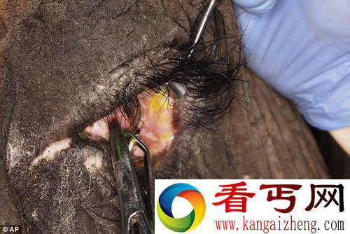 大象的超大号隐形眼镜 能帮助伤口愈合