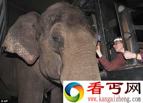 大象的超大号隐形眼镜 能帮助伤口愈合